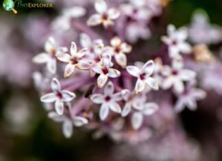 Syringa