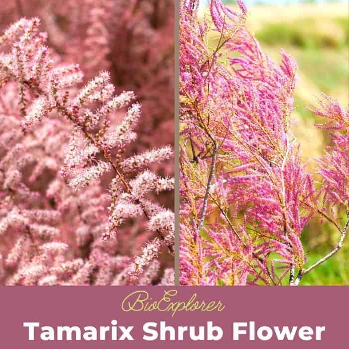 Tamarix Shrubs Tamarix Shrubs