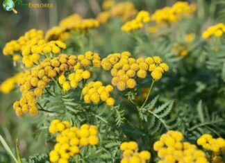 Tansy