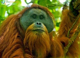 Tapanuli Orangutan