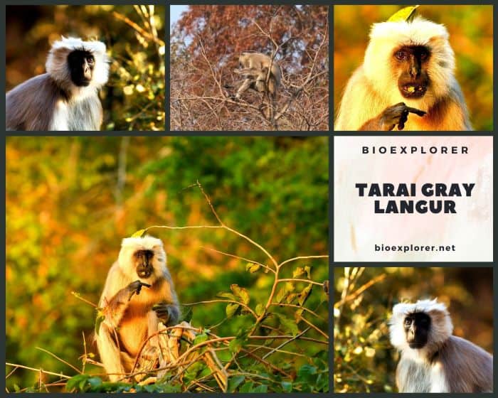 Tarai Gray Langur Tarai Gray Langur