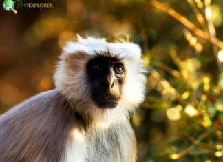 Tarai Gray Langur