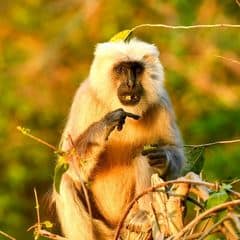 Tarai Gray Langur Tarai Gray Langur