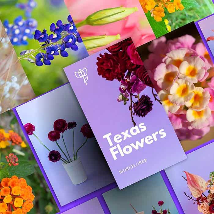 Blooming Texas: 25 Gorgeous Native Flowers Revealed!