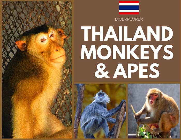 Thailand Monkeys & Apes