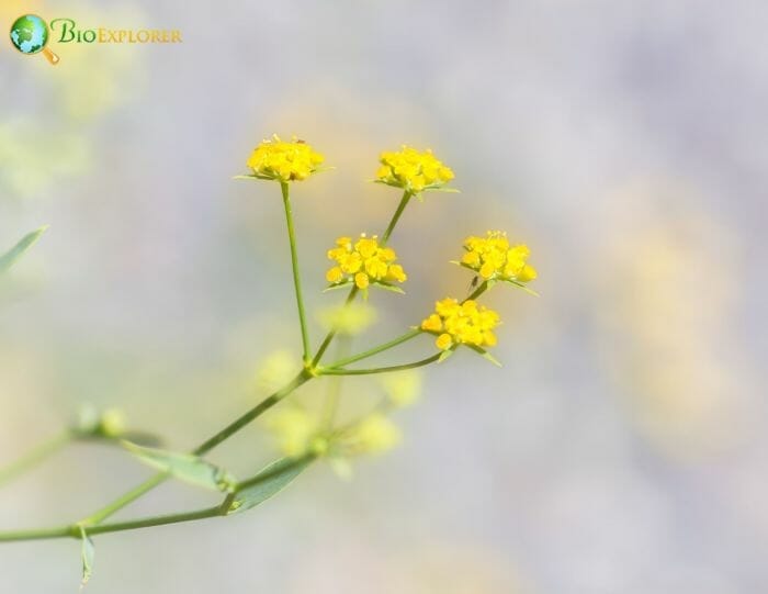 Thorow Wax Thorow Wax