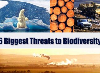Top 6 Major Threats To Biodiversity