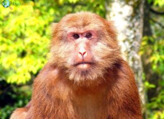 Tibetan Macaque