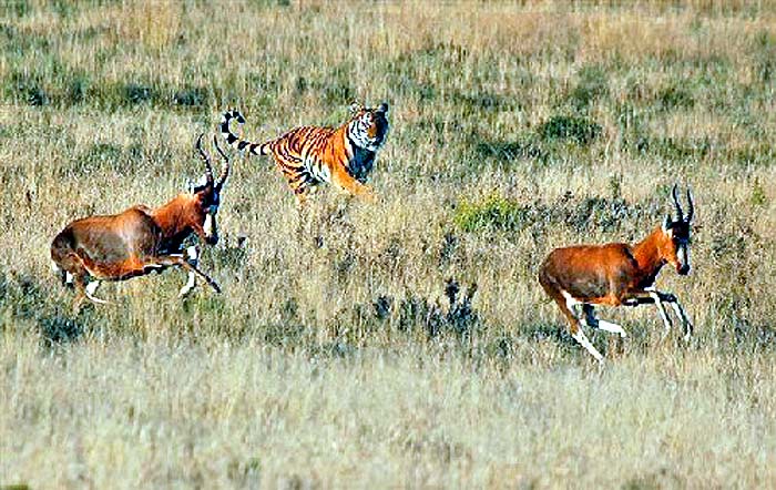 tiger chasing preys tiger chasing preys