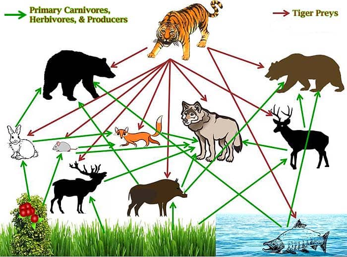 Tiger Food Chain Diagram Tiger Food Chain Diagram