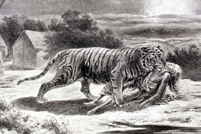 tiger vs. human tiger vs. human