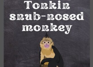 Tonkin Snub-Nosed Monkey