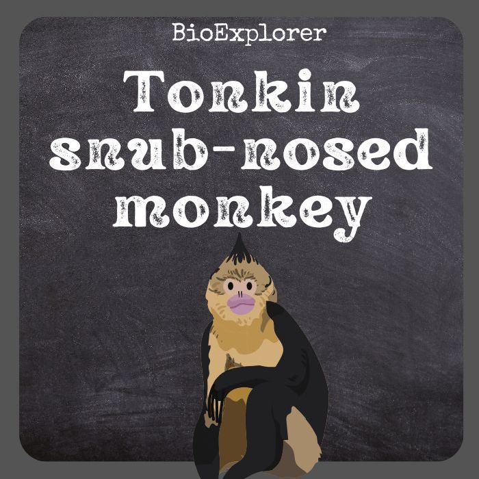 Tonkin Snub-Nosed Monkey
