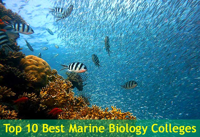 Top 10 Best Marine Biology Colleges