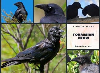Torresian Crow