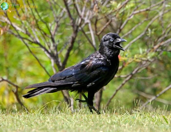 Torresian Crow Torresian Crow