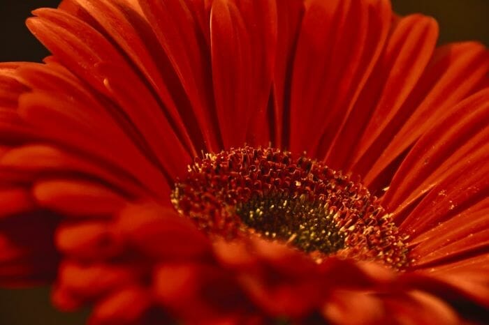 Transvaal Daisy Transvaal Daisy