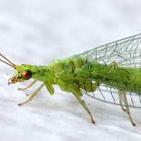 Trichopterology (Caddis Flies)