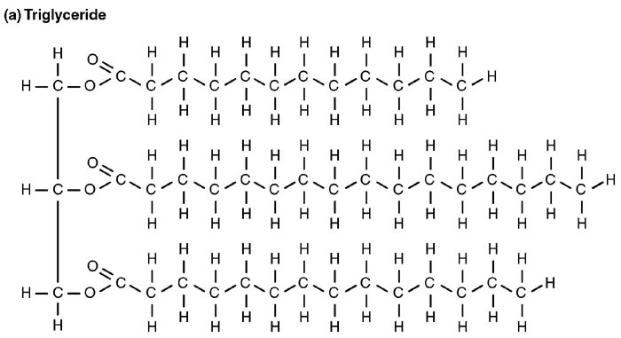Triglyceride Chemical Formula Triglyceride Chemical Formula