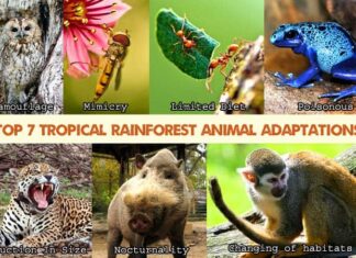 Top 7 Tropical Rainforest Animal Adaptations