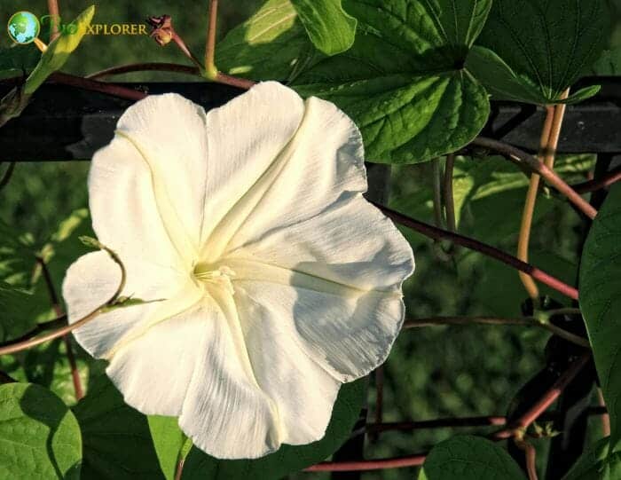 Tropical White Morning Glory Tropical White Morning Glory