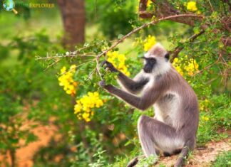Tufted Gray Langur