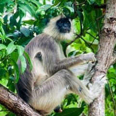 Tufted Gray Langur