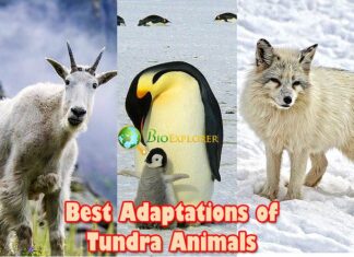 Top 18 BEST Tundra Animal Adaptations