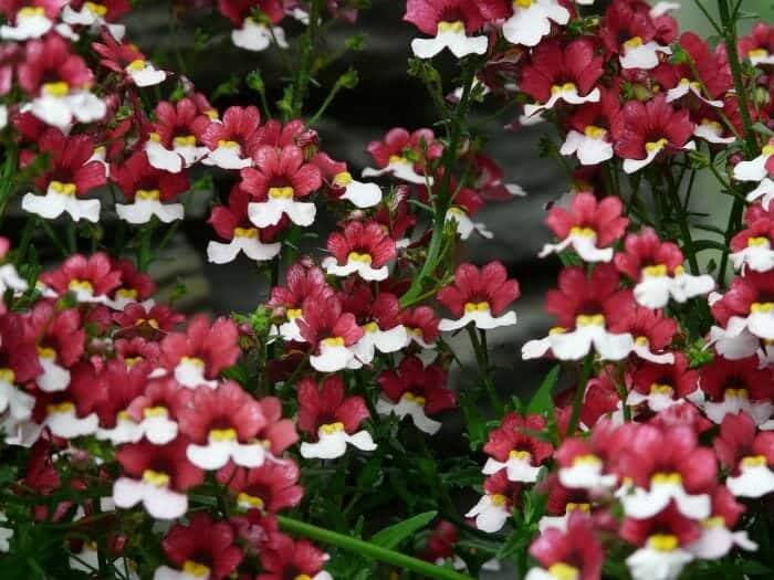 Two Tone Nemesia Flowers Two Tone Nemesia Flowers