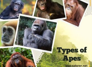 Types of Apes
