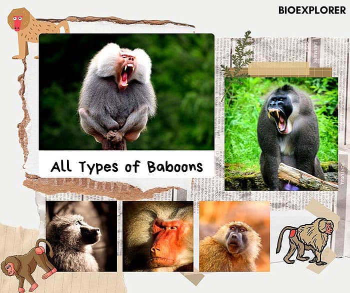 Baboons