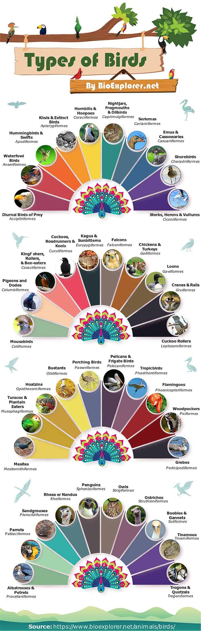 Illustrated chart showing different types of birds and their scientific orders, including birds of prey, waterfowl, songbirds, parrots, penguins, owls, seabirds, and other avian groups arranged in a colorful visual classification.