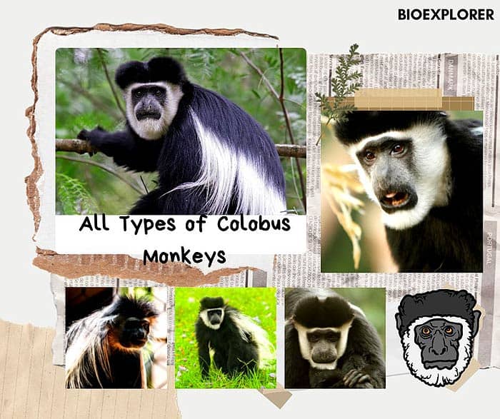 Colobus Monkeys
