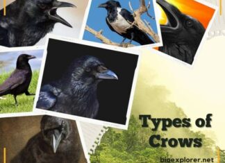 Types of Crows