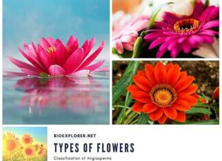 Types of Flowers