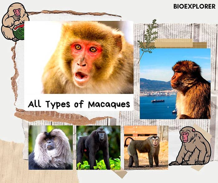 Macaques