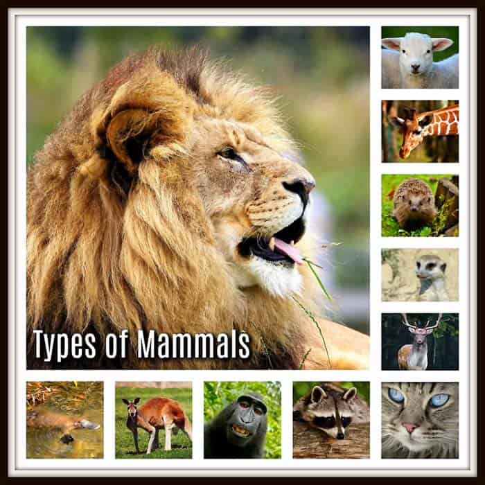 types of mammals types of mammals