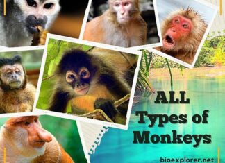334 Types of Monkeys