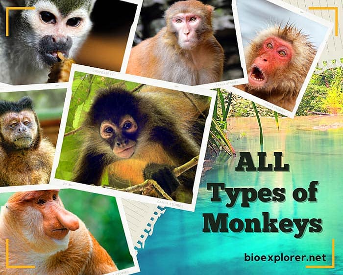 334 Types of Monkeys
