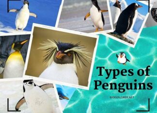 Types of Penguins
