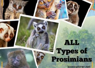 Prosimians