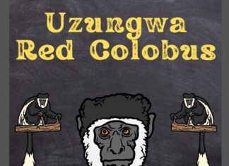 Udzungwa Red Colobus