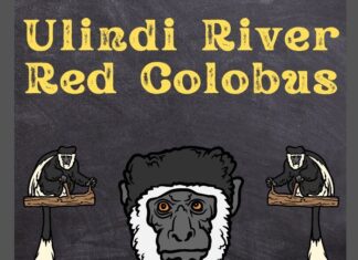 Ulindi River Red Colobus