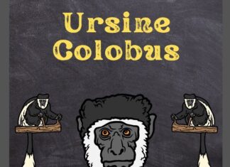 Ursine Colobus