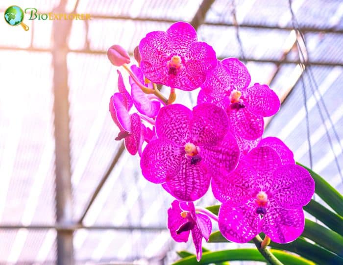 Vanda Sanderiana Vanda Sanderiana