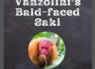 Vanzolini's Bald-faced Saki