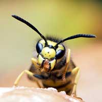 Vespology (Wasps)