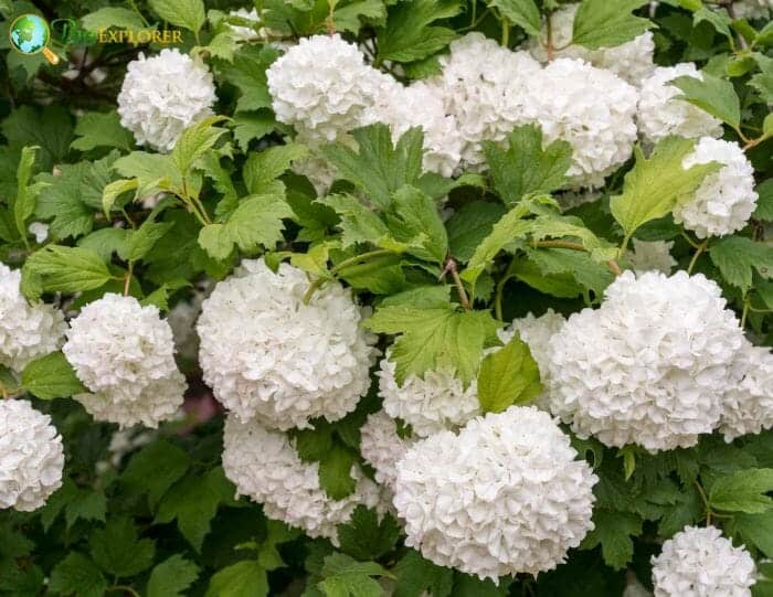 Viburnum