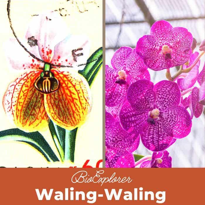 Waling Waling Waling Waling