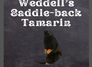 Weddell's Saddle-Back Tamarin